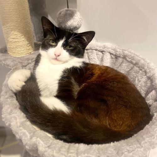 sitka - Domestic Short Hair (DSH) Cat