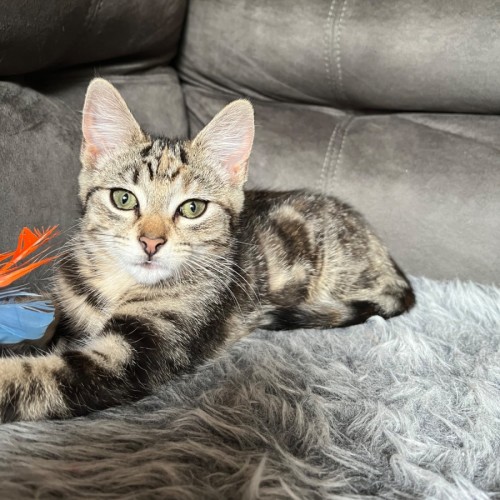 Tinx ** 2nd Chance Cat Rescue** - Domestic Short Hair (DSH) Cat