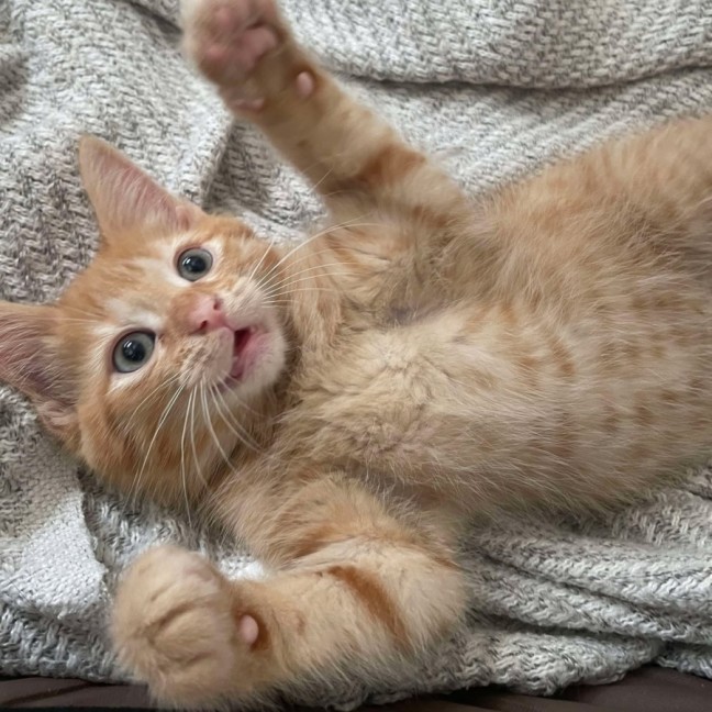 Photo of 🔶 Pumpkin 🔶