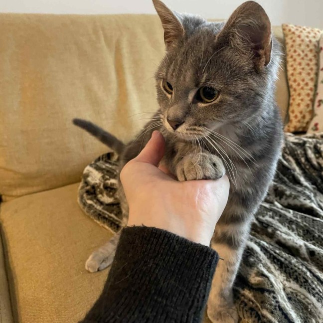 Photo of Sir Percival