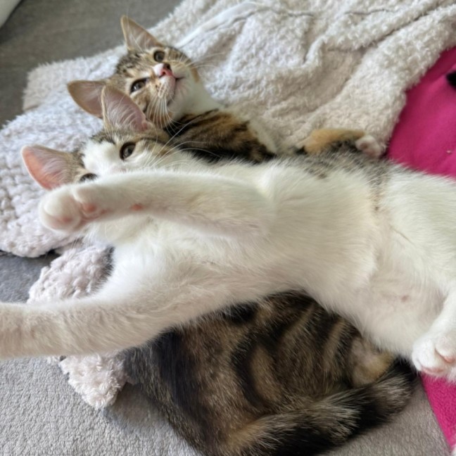 Photo of Pear And Pineapple 