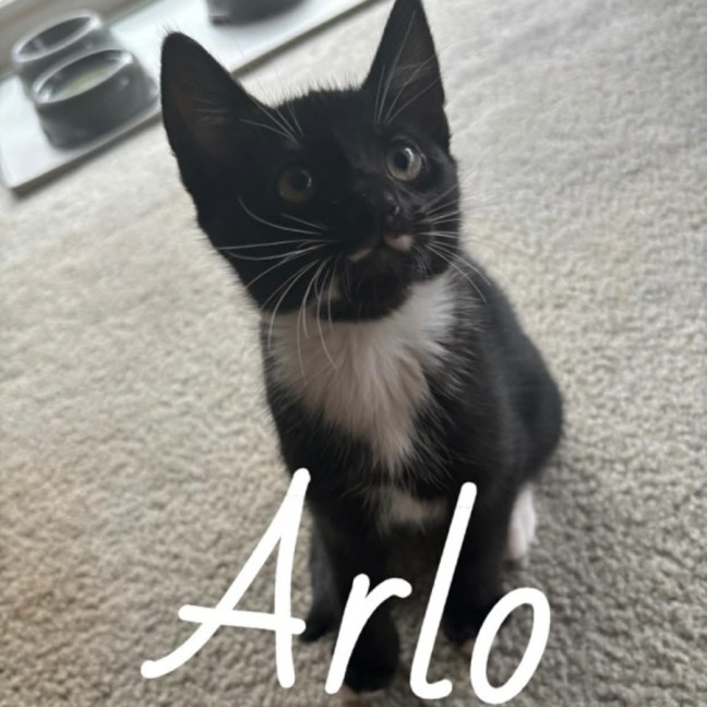 Photo of Arlo