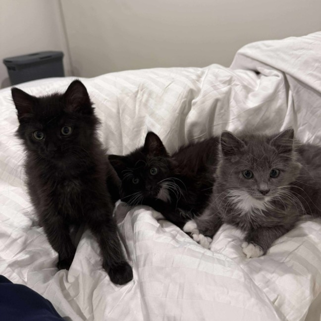 Photo of Milly Moo Chompasaurus 