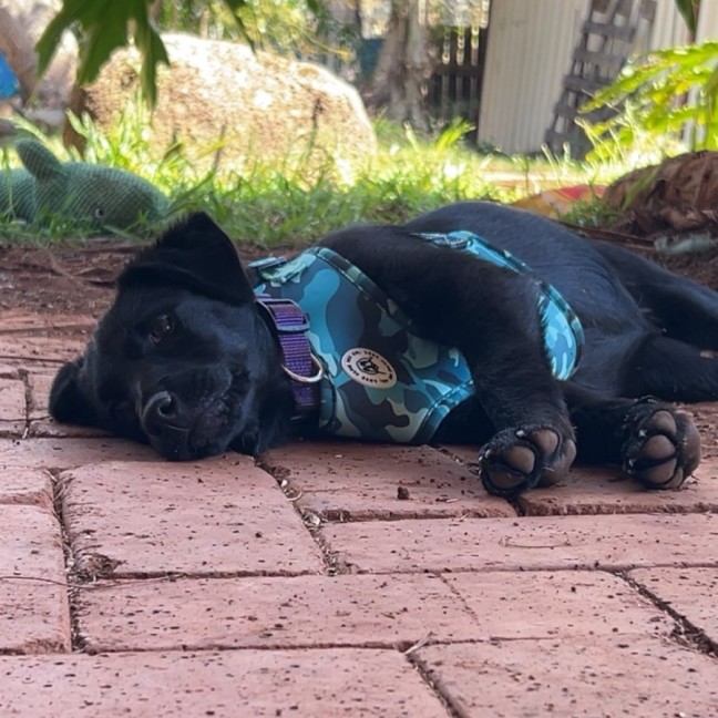 Photo of Blossom