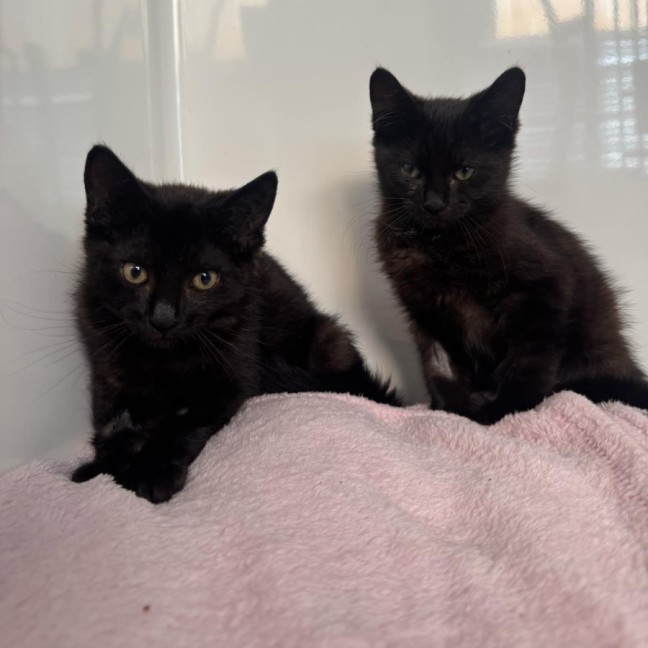 Photo of Betty   In Foster Care In Ashburton