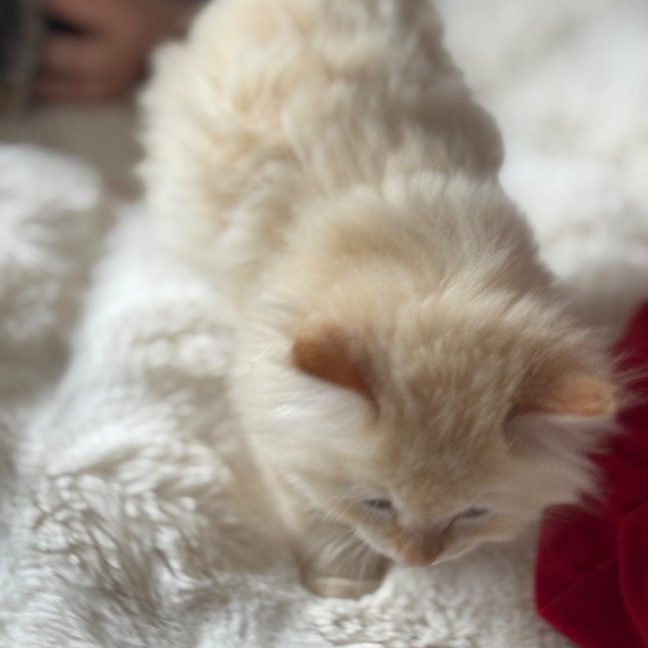 Photo of Oats Meet Me @Petstock Carrum Downs Store