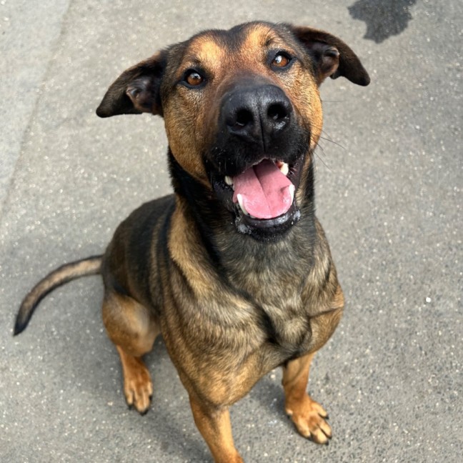 Photo of Sampson
