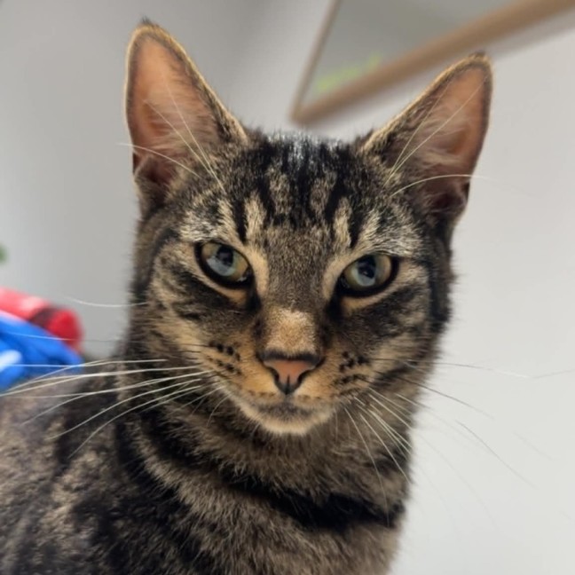 Photo of Pebbles *9 Lives Project Rescue*