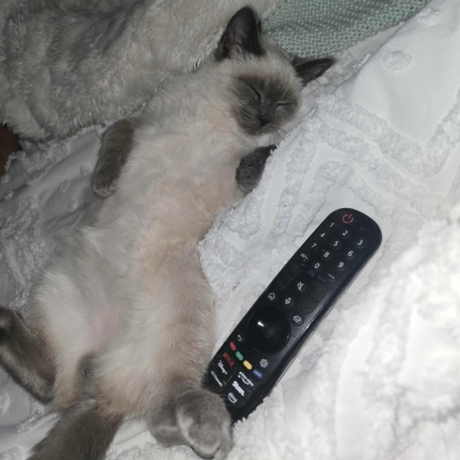 Photo of Sprout