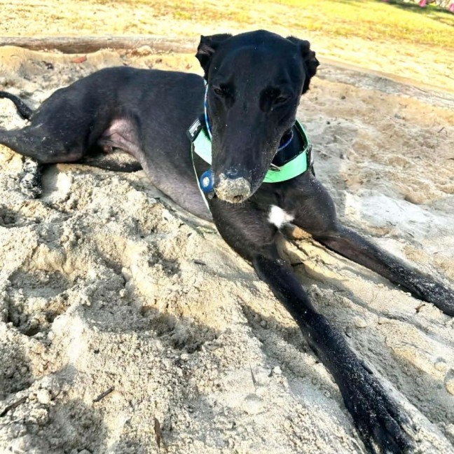 Photo of Rocky, The Greyhound 