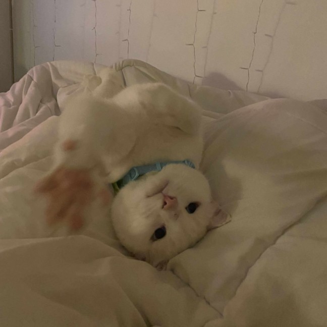 Photo of 🩵🤍Indiana Jones🤍🩵