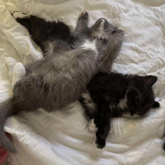 Photo of Milly Moo Chompasaurus 