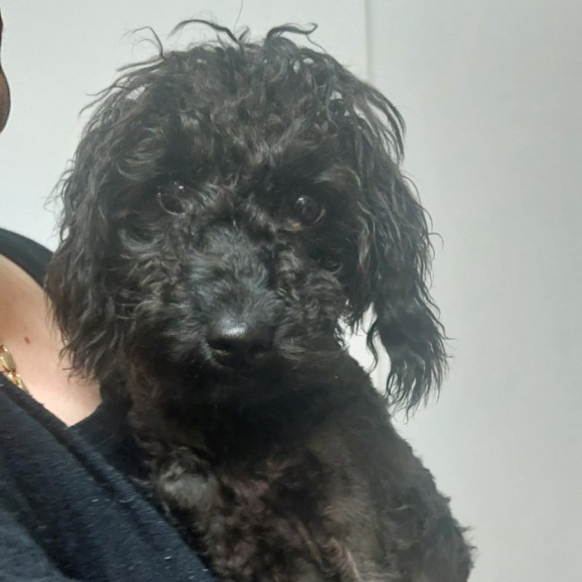 Photo of Piper