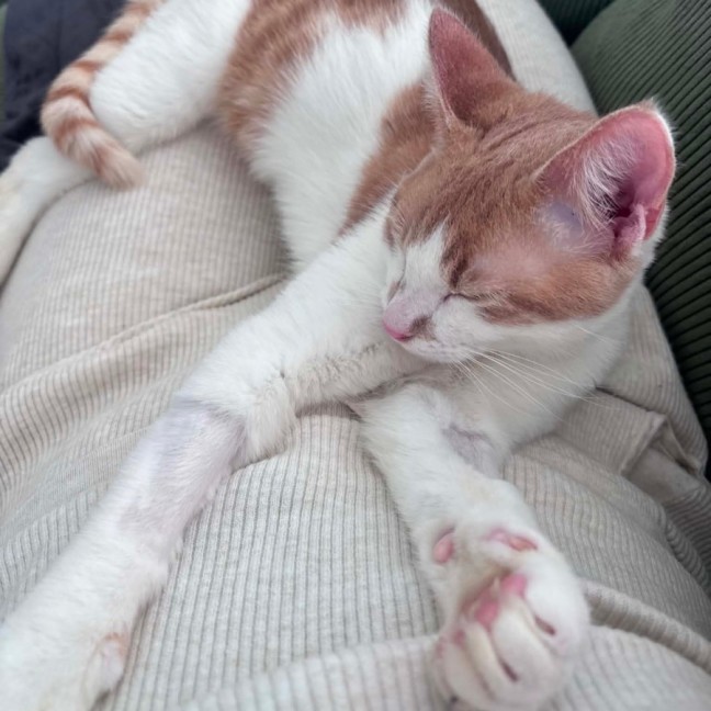 Photo of Banjo