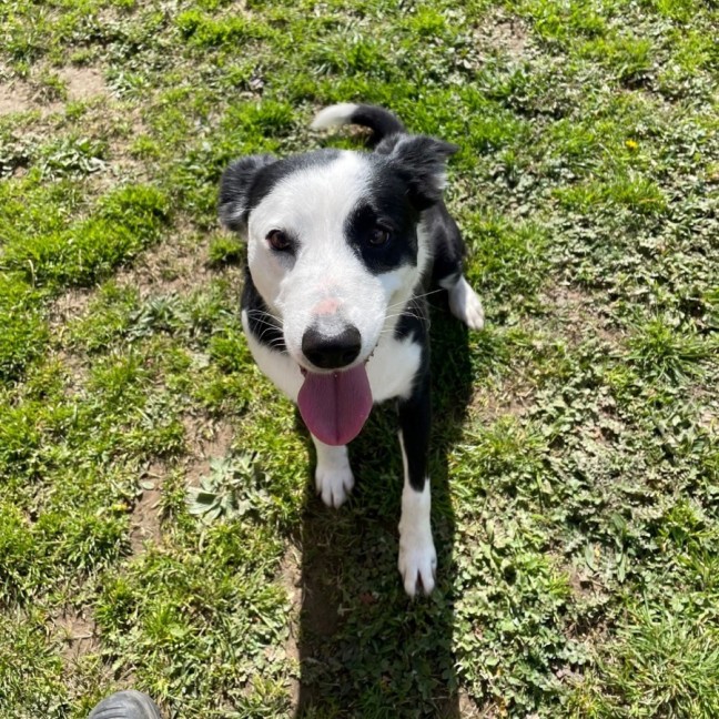 Photo of Charlie