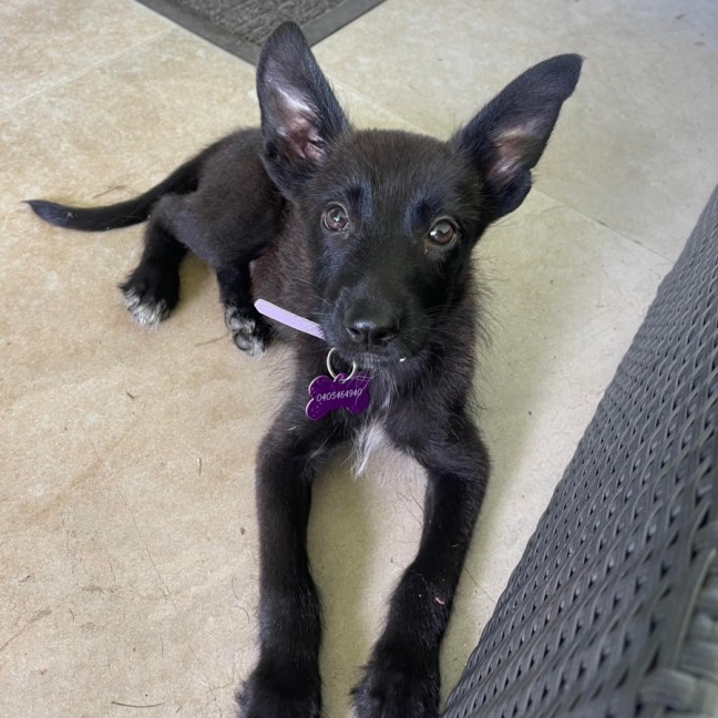 Photo of Buttercup