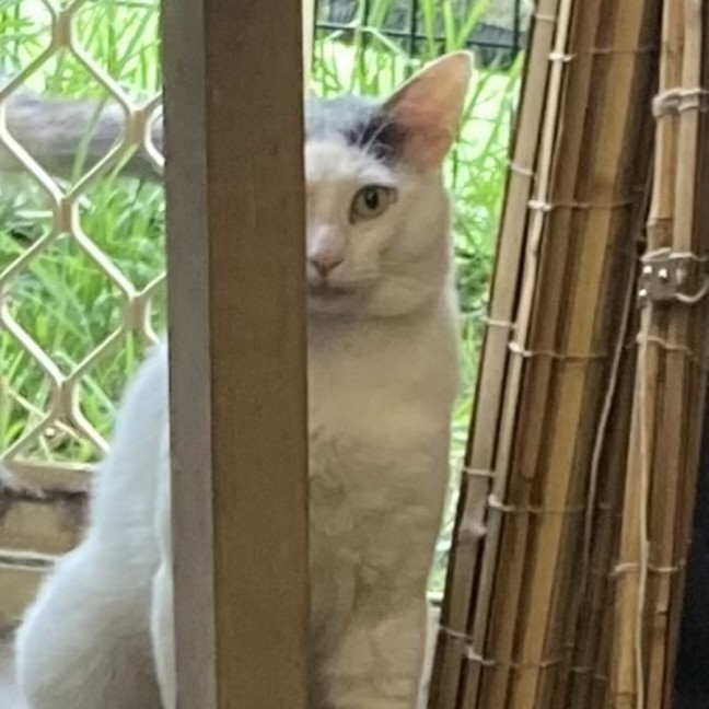 Photo of Bosco
