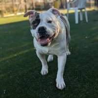 Photo of George Imp 1356