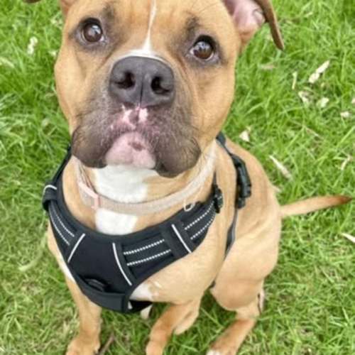 Pumpkin - American Staffordshire Terrier Dog