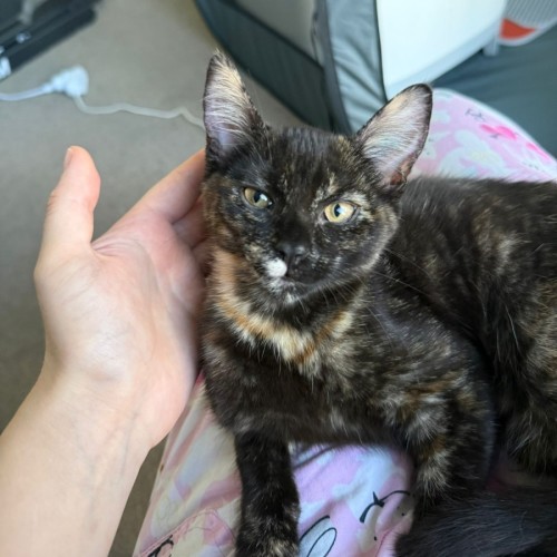 Cressida  - Domestic Short Hair (DSH) Cat