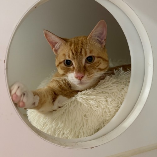 Nemo - Domestic Short Hair (DSH) Cat