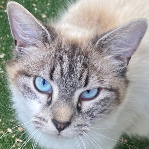 Shabu and Shilo - Ragdoll Cat