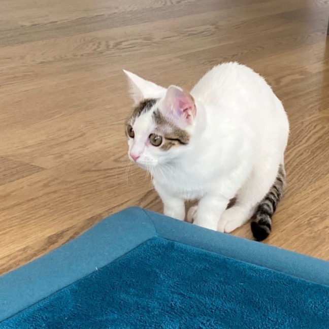 Photo of Snowey