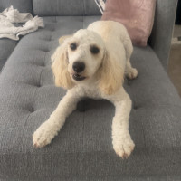 Photo of Waffle