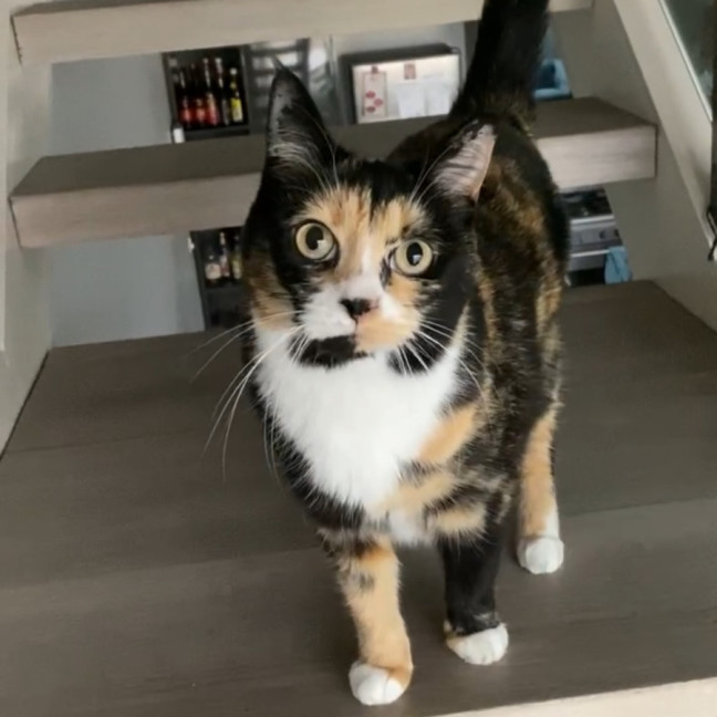 Photo of Chanel And Dolce