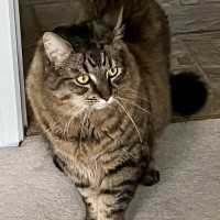 Photo of Poe ** 2nd Chance Cat Rescue**