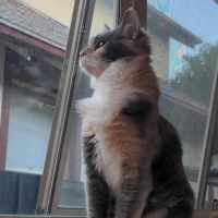 Photo of Tiramisu 😸