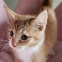 Photo of Kite