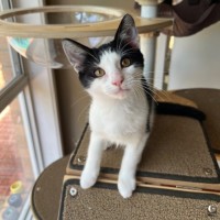 Photo of Domino