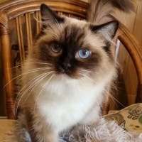 Photo of Piper