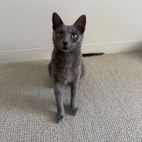 Photo of Poppy