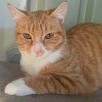 Photo of Matai