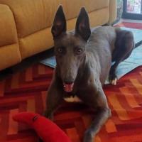 Photo of Meeka, The Loveable Young Rescue Greyhound
