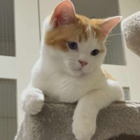 Photo of Gizmo