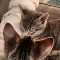 Photo of Yule & Snow ^Dandy Cat Rescue^