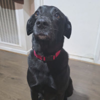 Photo of Chewie