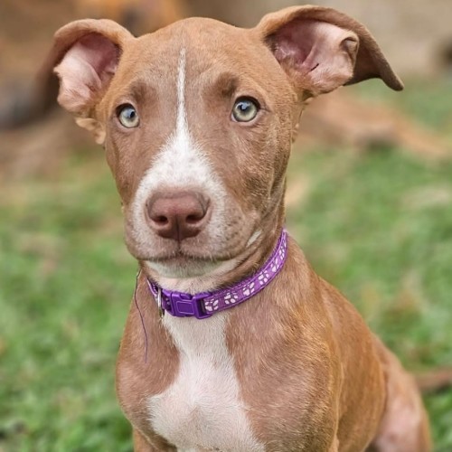 Safari - Catahoula Leopard Dog