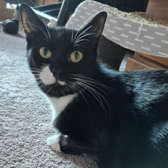 Photo of Scout