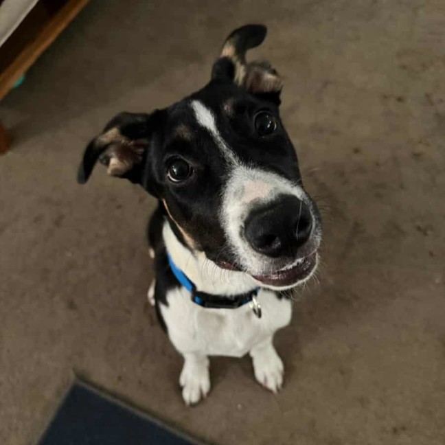 Photo of Apollo