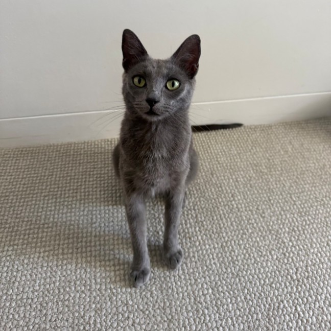 Photo of Poppy