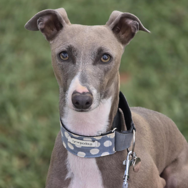 Photo of Lupin & Twiggy   Bonded Pair