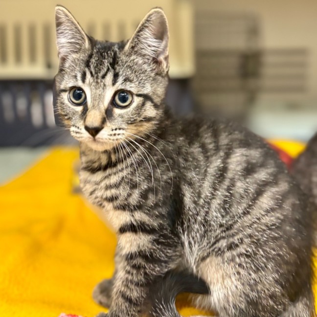 Photo of Drillbit *Meet Me At Petstock Double Bay*