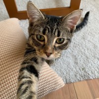 Photo of 🩷Mirabelle And Pinto💛