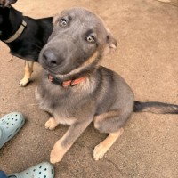 Photo of Bramble