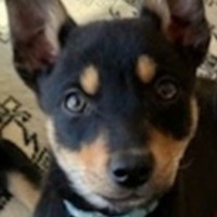 Photo of Dug 😍 Kelpie X, 12 Week Old, Male Puppy