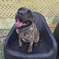 Photo of Tyson